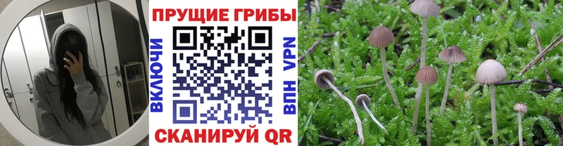 закладка  Тара  ссылка на мегу рабочий сайт  Галлюциногенные грибы Magic Shrooms 